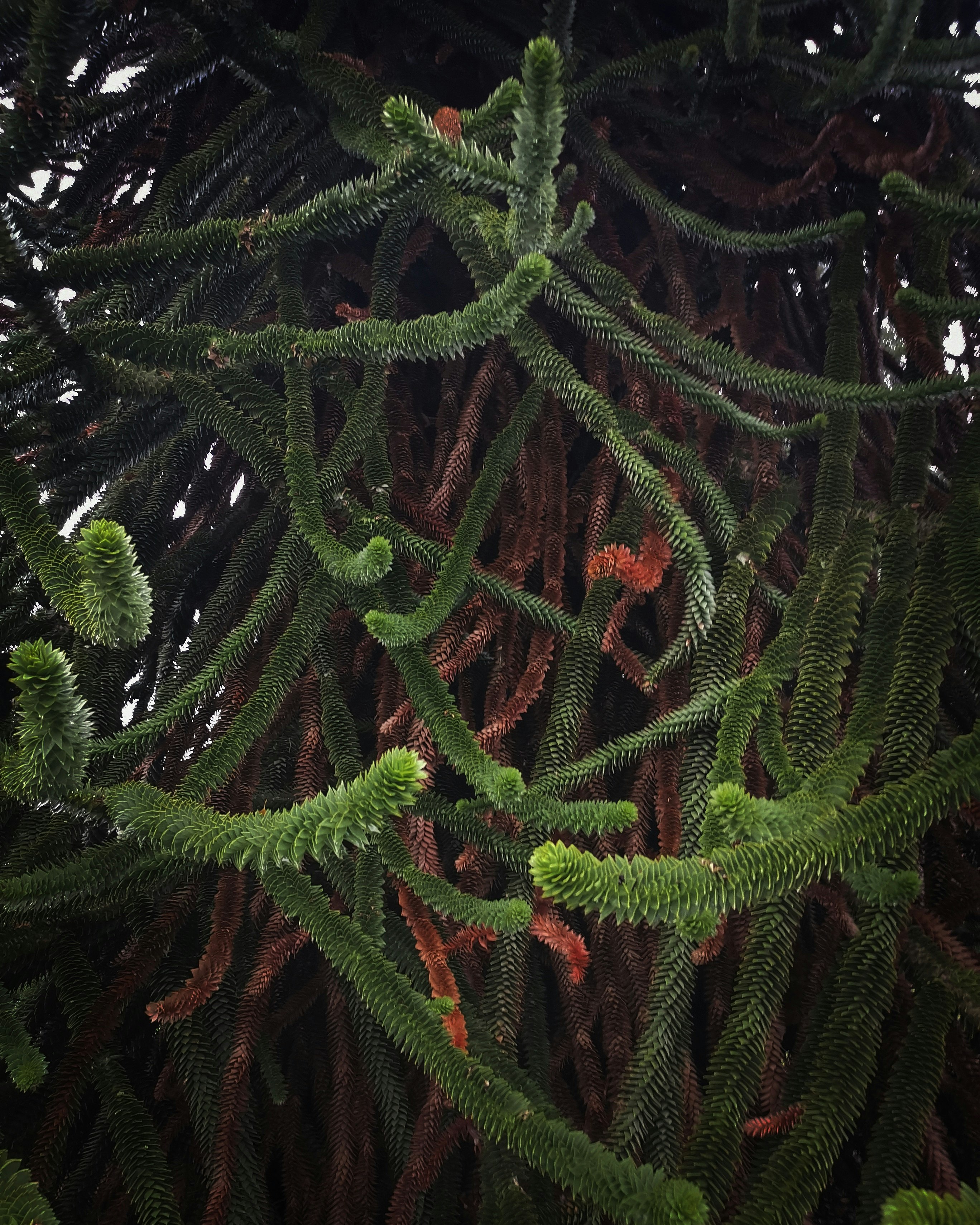 green fern plant during daytime